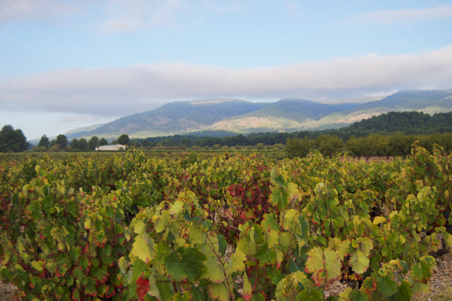 Viñedos De Nariz