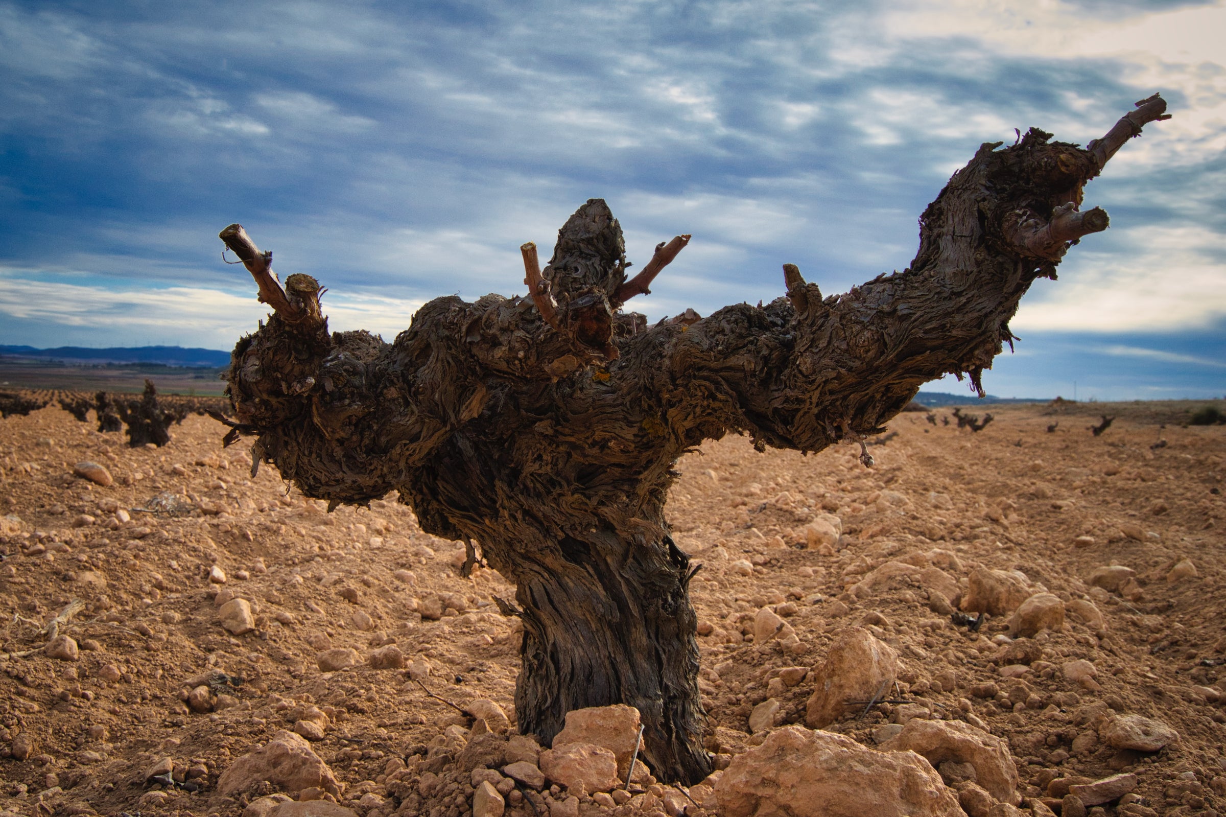 Viñedo De Nariz